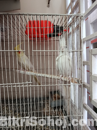 Ek Pair Running Cokatel Bird